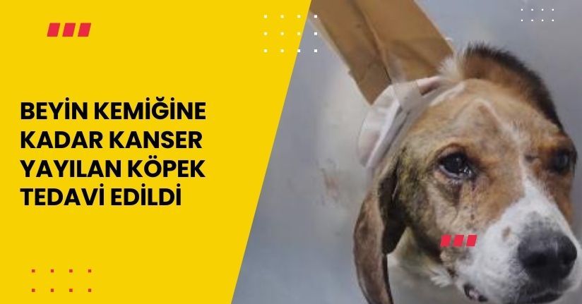 Beyin kemiğine kadar kanser yayılan köpek tedavi edildi