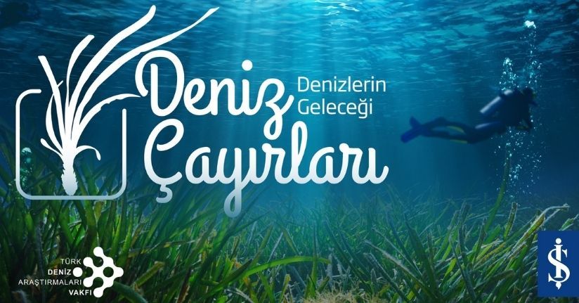 Deniz çayırları iklim değişikliği, kirlilik gibi nedenlerle ciddi oranda azalıyor