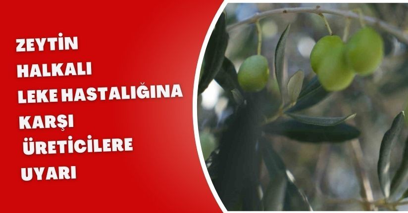 Zeytin halkalı leke hastalığına karşı üreticilere uyarı
