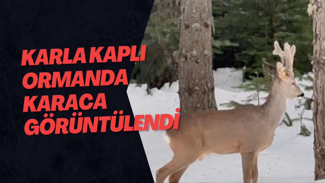 Karla Kaplı Ormanda Karaca Görüntülendi