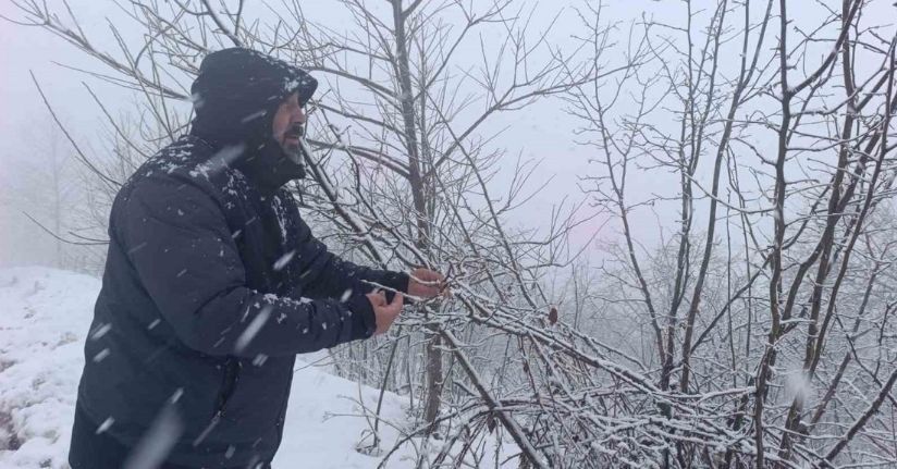 Kar altında kalan fındık bahçeleri, üreticileri tedirgin ediyor