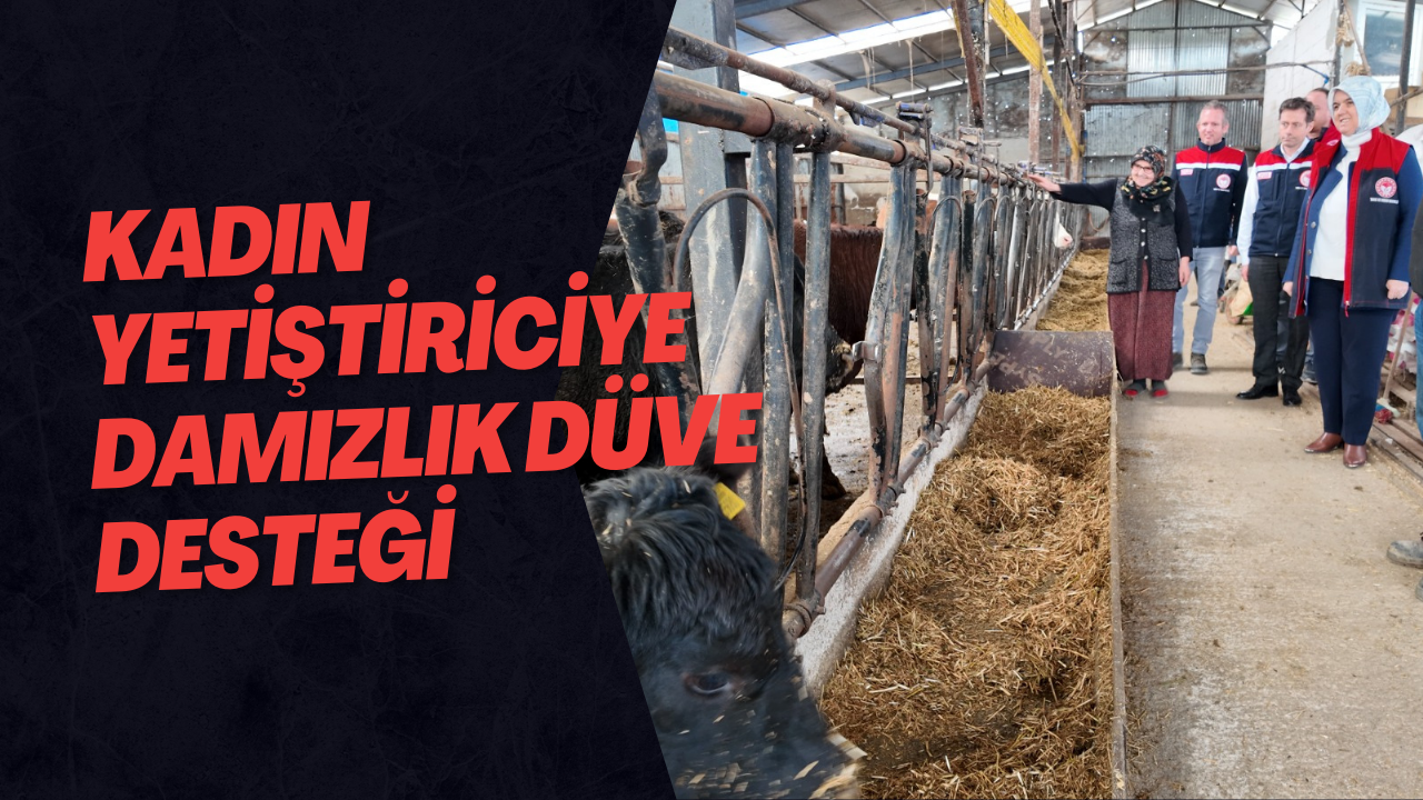Kadın Yetiştiriciye Damızlık Düve Desteği