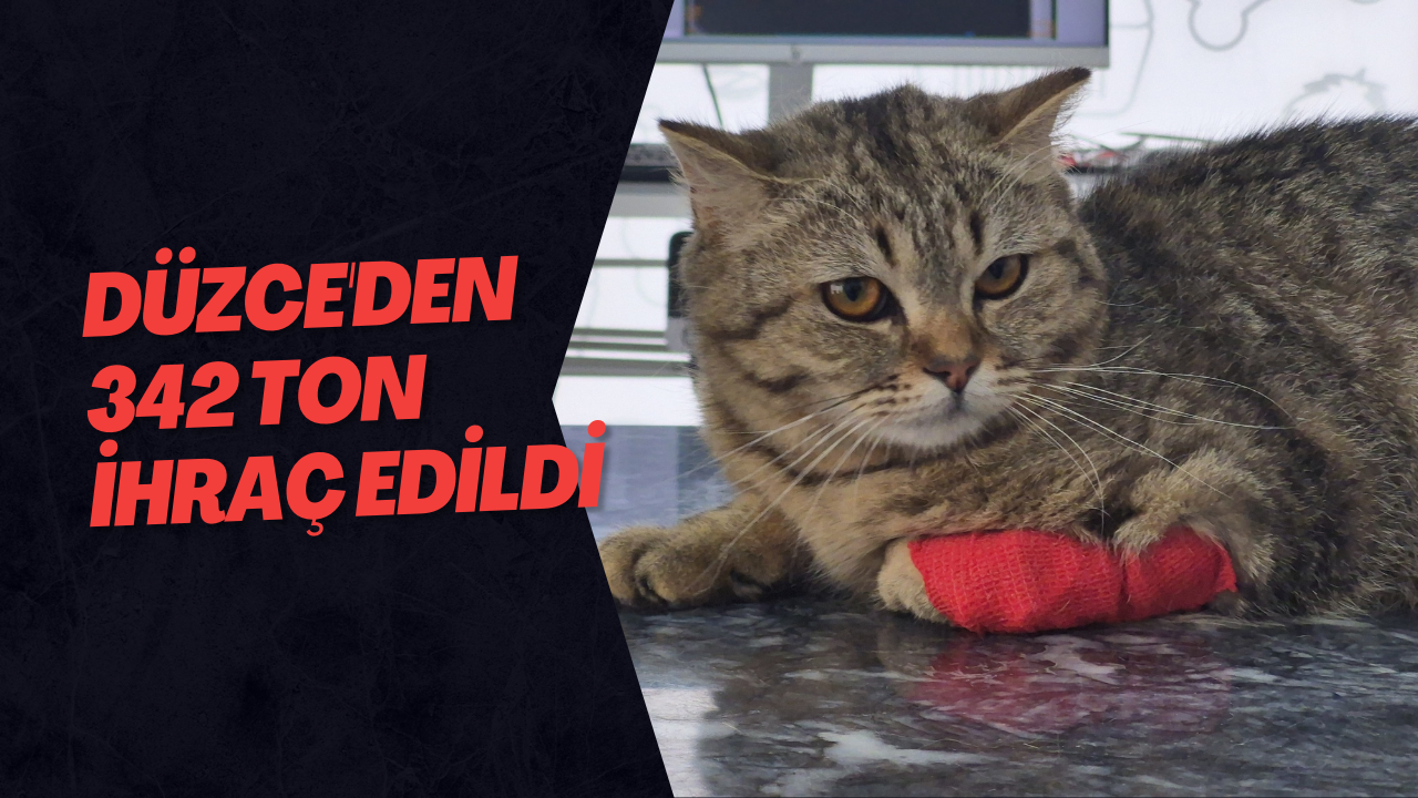 Düzce'den 342 Ton İhraç Edildi