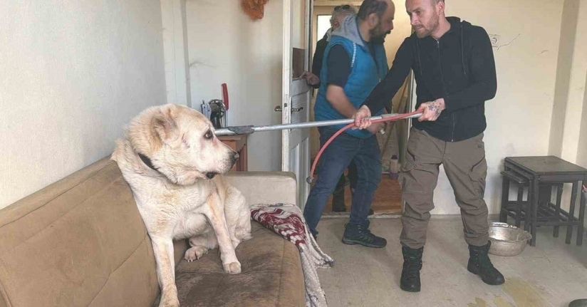 Sınır dışı edilen Rus kadının evinde 4 gündür aç olan 12 hayvan kurtarıldı