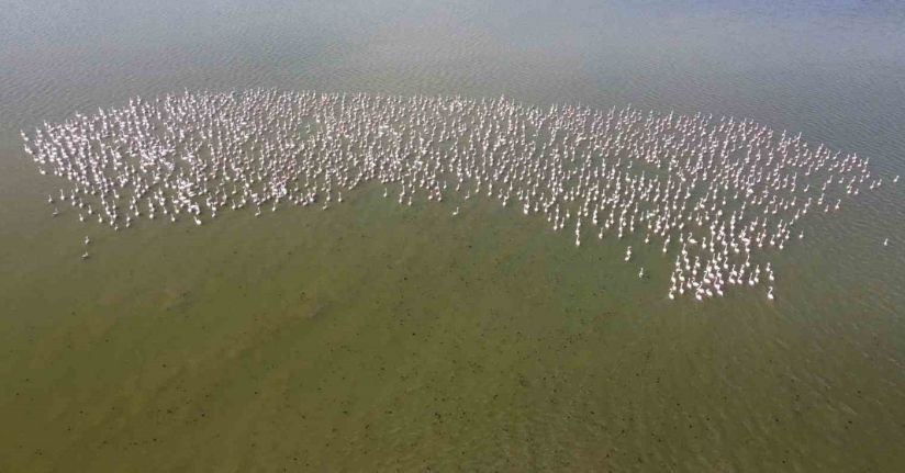 Baharın habercisi allı turnalar Yozgat’ta görüntülendi