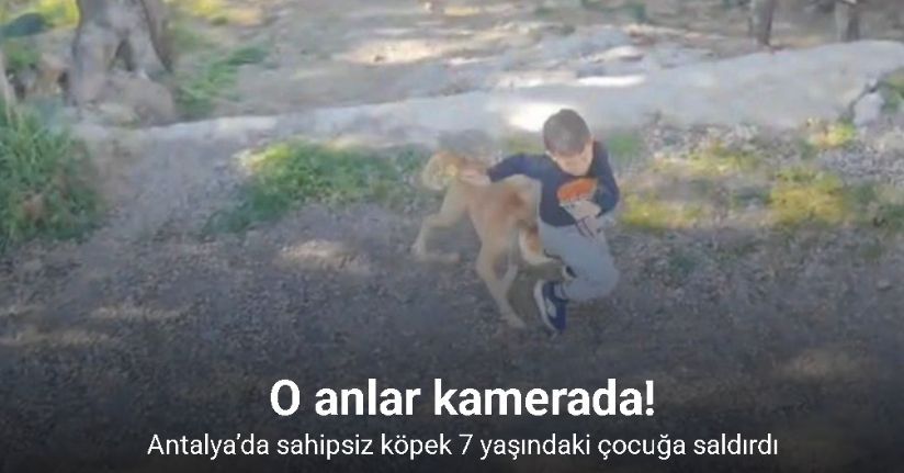 Antalya’da sahipsiz köpeğin saldırısına uğrayan 7 yaşındaki çocuk hastanelik oldu