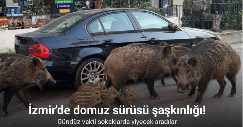 İzmir’de yaban domuzları gündüz vakti sokaklarda yiyecek aradı