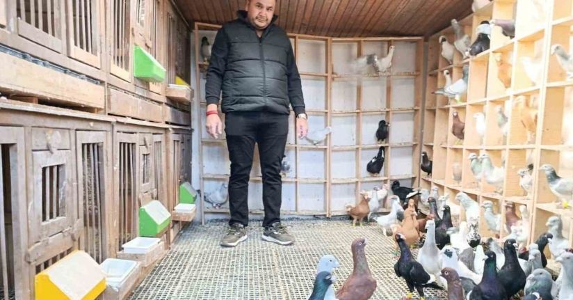 Memurluğu bırakıp güvercin yetiştiricisi oldu, otomobil fiyatına satıyor
