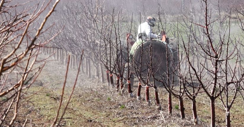 Geçen yıl zirai don nedeniyle verim alınamayan elmada 120 bin ton rekolte beklentisi