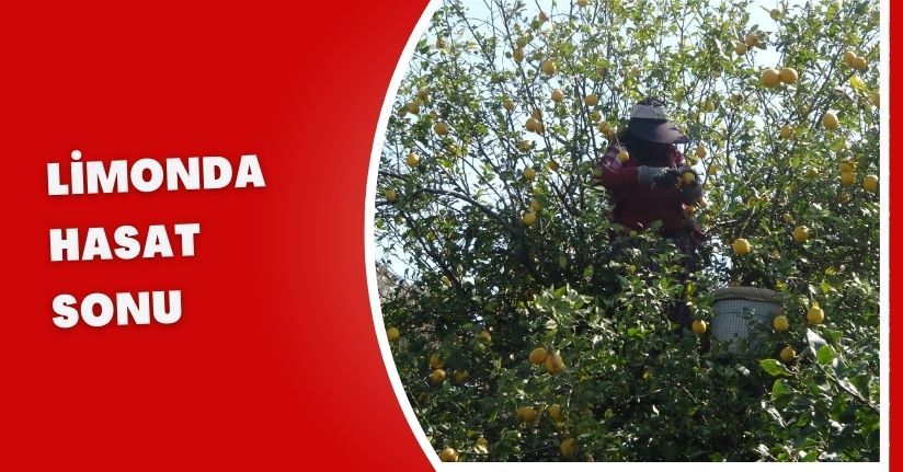 Limonda hasat sonu