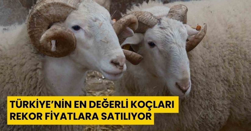 Türkiye’nin en değerli koçları rekor fiyatlara satılıyor