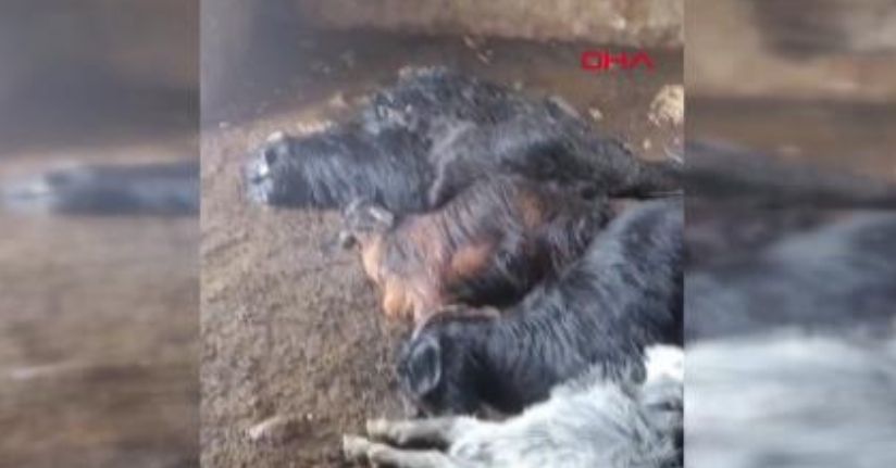 Yıldırım düşen ahırdaki 5 keçi telef oldu