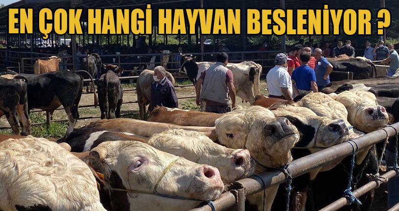 Düzce’deki hayvan sayısı 88 bin 580 olarak açıklandı