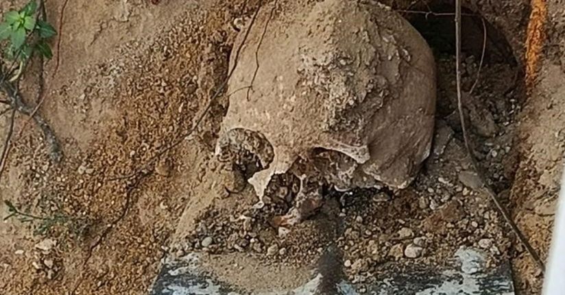 Fidan dikimi sırasında insan kafatası ve kemik parçaları bulundu