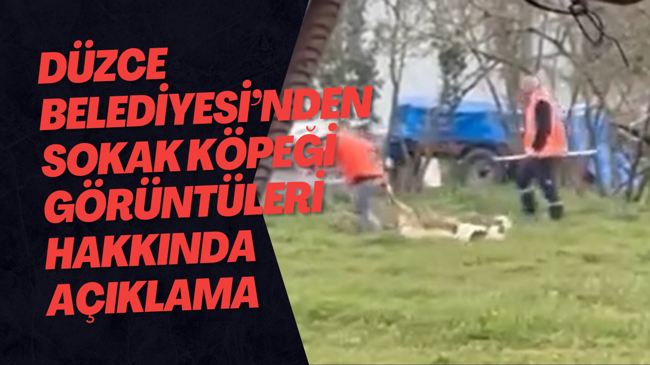 Düzce Belediyesi’nden Sokak Köpeği Görüntüleri Hakkında Açıklama