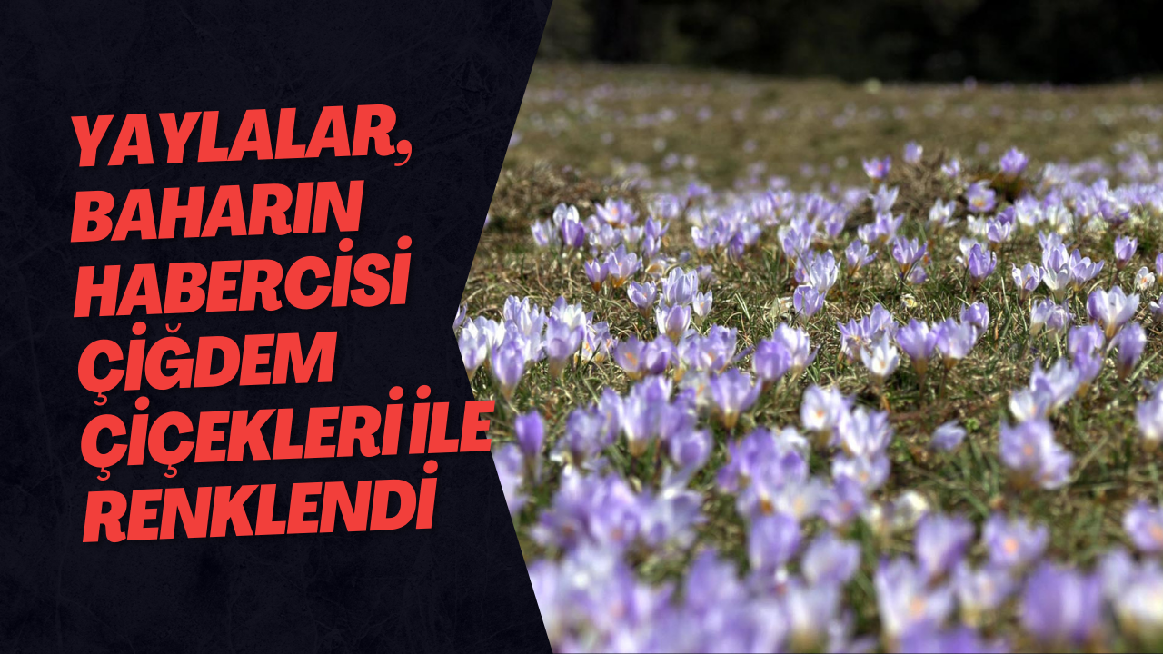 Yaylalar, Baharın Habercisi Çiğdem Çiçekleri İle Renklendi