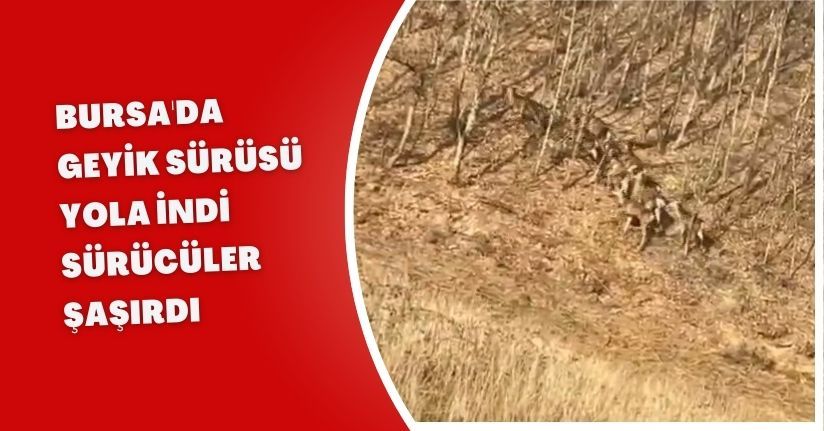 Bursa'da geyik sürüsü yola indi, sürücüler şaşırdı