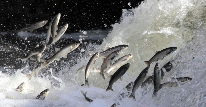 İnci kefali göçünün en çok izlendiği Deliçay'da su seviyesi yükseldi