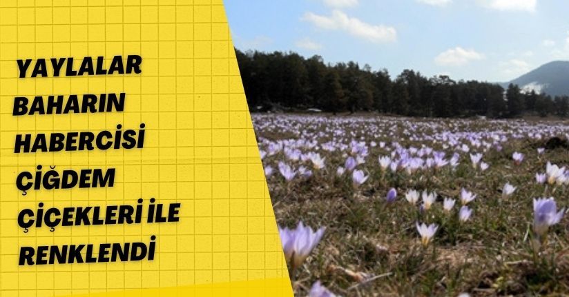  Yaylalar, baharın habercisi çiğdem çiçekleri ile renklendi