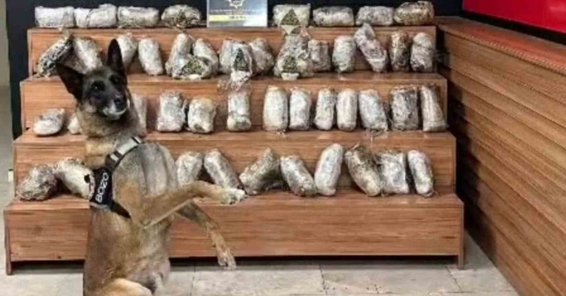 Şanlıurfa’da 17 kilo 550 gram skunk ele geçirildi