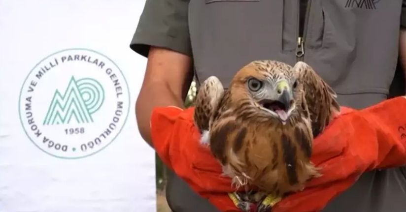 58 bin 22 yaralı yaban hayvanı tedavi edilerek doğaya salındı