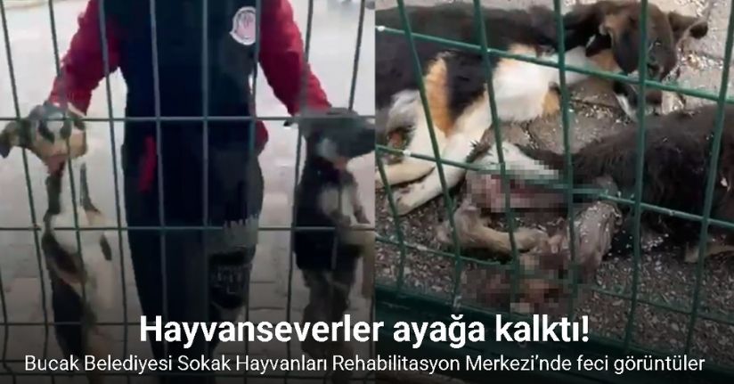 Bucak Belediyesi Sokak Hayvanları Bakımevi ve Rehabilitasyon Merkezi’nde feci görüntüler