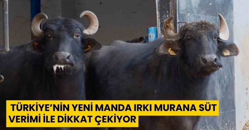 Türkiye’nin yeni manda ırkı Murana süt verimi ile dikkat çekiyor