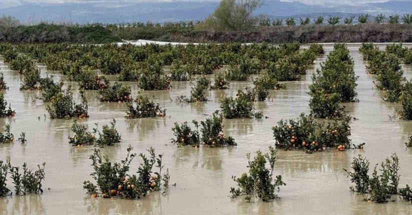 Yağışlar tarım arazilerini vurdu