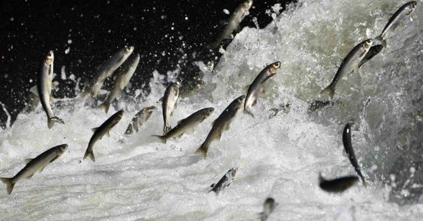 Yağış bolluğu tarımı ve inci kefali göçünü olumlu etkileyecek