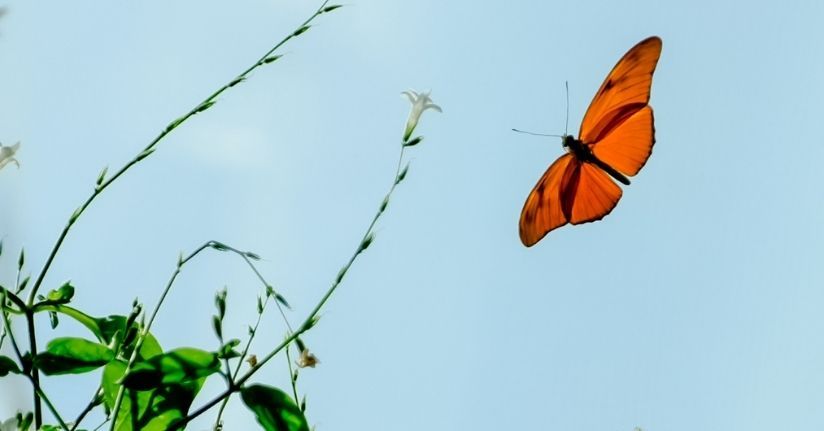 Konya Tropikal Kelebek Bahçesi, 10 bin kelebekle ziyaretçilerini ağırlıyor