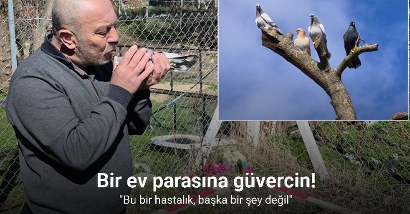 Çocukluğundan bu yana güvercin tutkunu olan adam: 