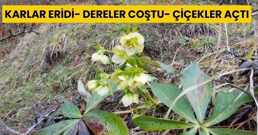 Karlar eridi, dereler coştu: Çiçekler açtı