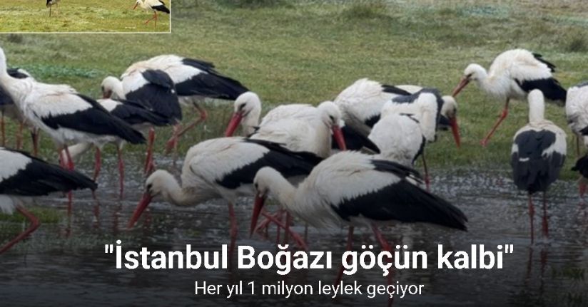 İstanbul’dan her yıl 1 milyon leylek geçiyor