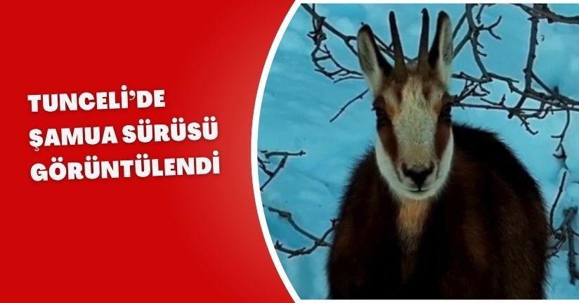 Tunceli’de şamua sürüsü görüntülendi