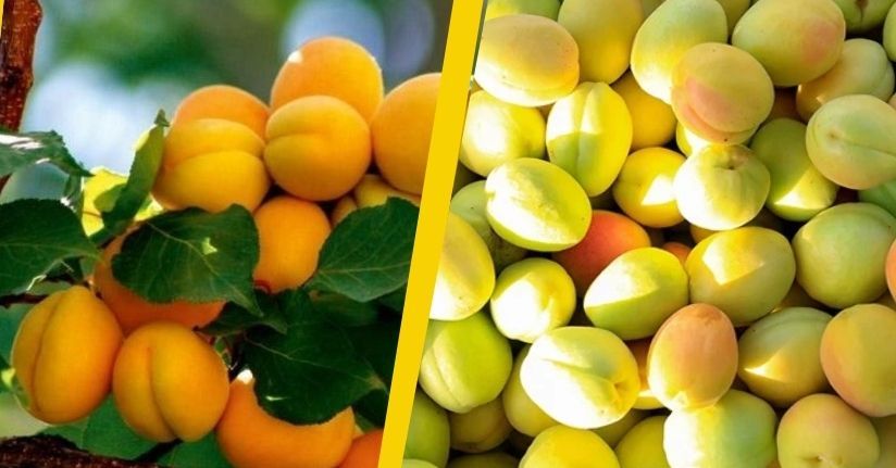 Bitkisel ürünlerde en yüksek yeterlilik derecesi yüzde 594,9 ile kayısı ve zerdalide gerçekleşti