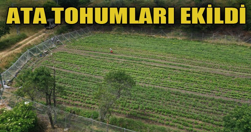 2 bin 300 metrekarelik alana “Ata tohumları” ekildi