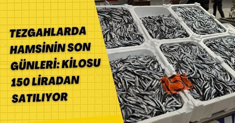 Tezgahlarda hamsinin son günleri: Kilosu 150 liradan satılıyor