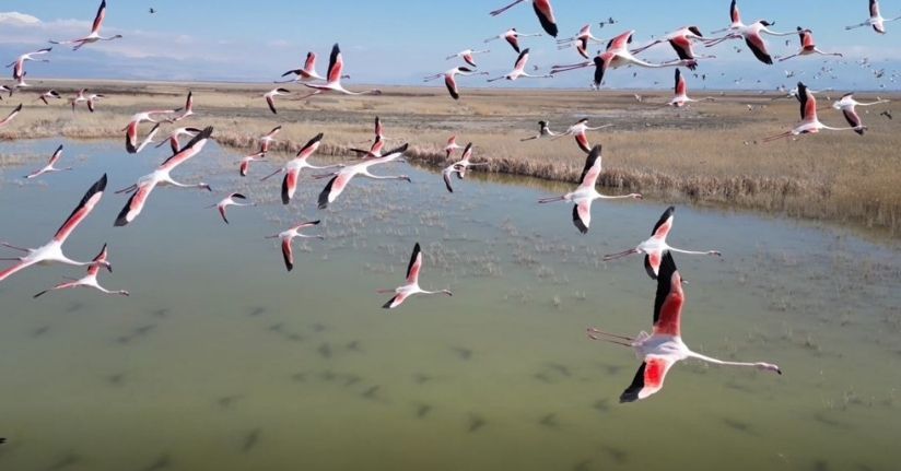 Kayseri’de flamingoların görsel şöleni dron kamerasında