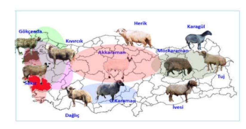  Türkiye’de Koyun Irklarının Sınıflandırılması