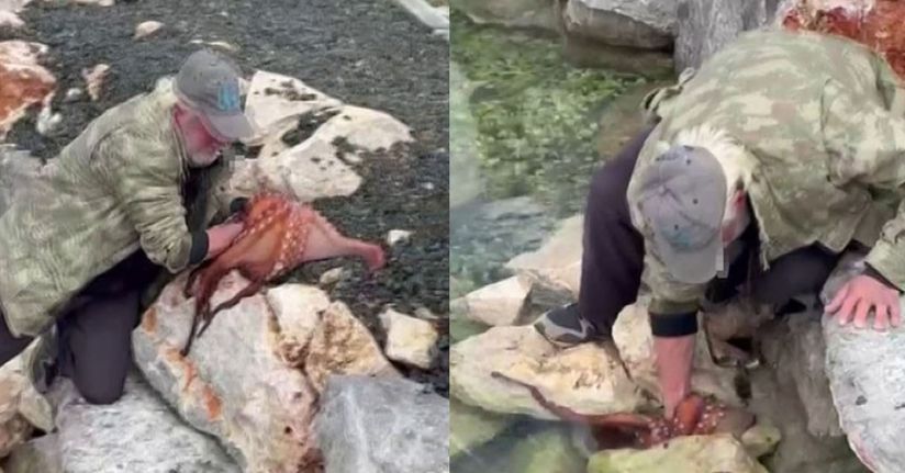 Görenler gözlerine inanamadı: Kayalıktaki dev ahtapotu elleriyle avladı