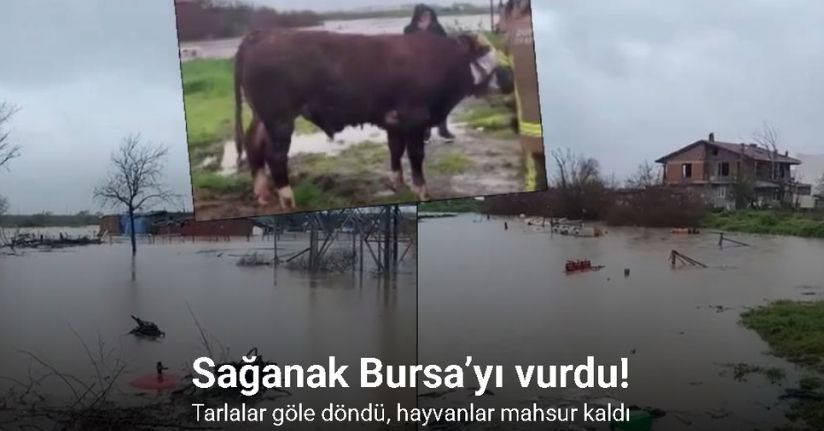 Sağanak Bursa’yı vurdu: Tarlalar göle döndü, hayvanlar mahsur kaldı