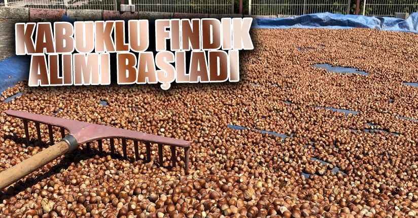 TMO kabuklu fındık alımına başladı