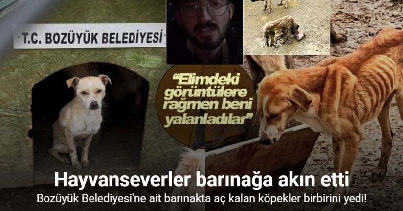 Bozüyük Belediyesi’ne ait barınakta aç kalan köpekler birbirini yedi
