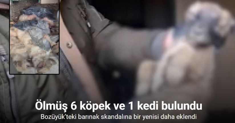 Bozüyük’teki barınak skandalına bir yenisi daha eklendi