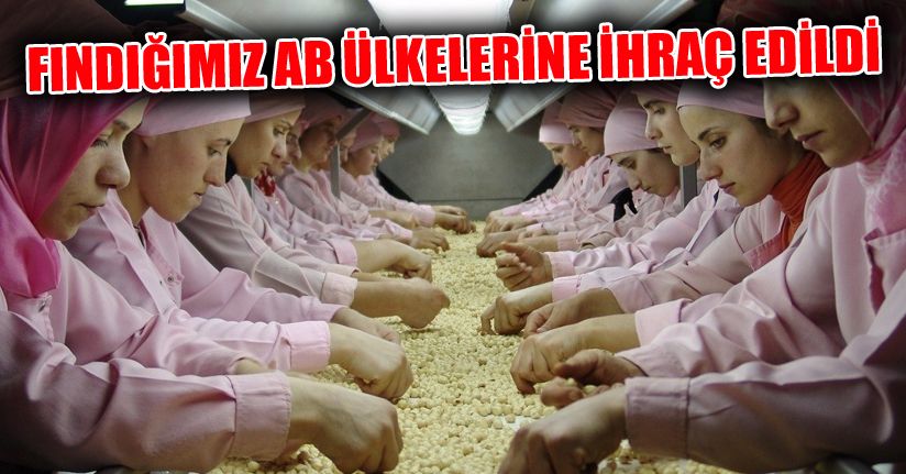 Düzce’den AB ülkeleri 405 bin 620 kilo fındık ihraç edildi
