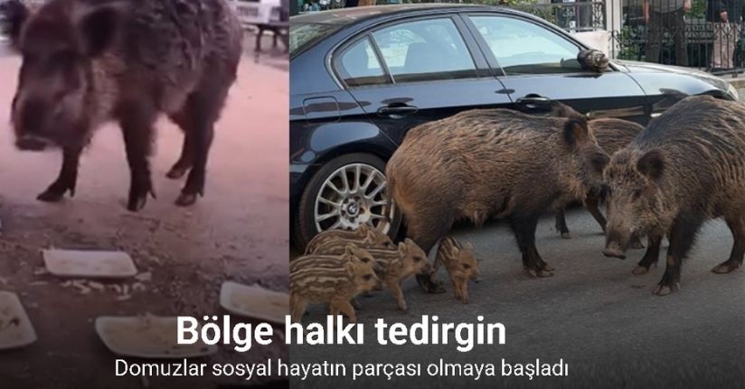 İzmir’de domuzlar sosyal hayatın parçası olmaya başladı