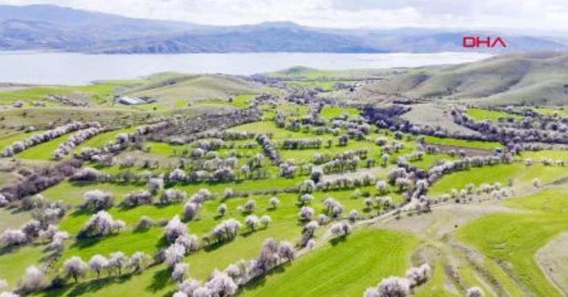 Tunceli'de badem ağaçları çiçek açtı; manzara dron ile görüntülendi