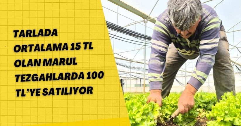 Tarlada ortalama 15 TL olan marul tezgahlarda 100 TL’ye satılıyor