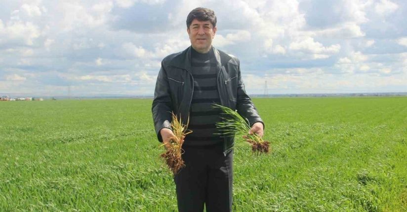 ’Tarım kenti’ Şanlıurfa yağışa doydu
