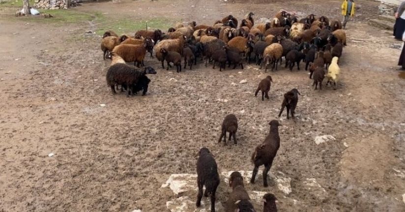 Ağrı’da kuzuların anneleri ile buluşması renkli anlara sahne oldu